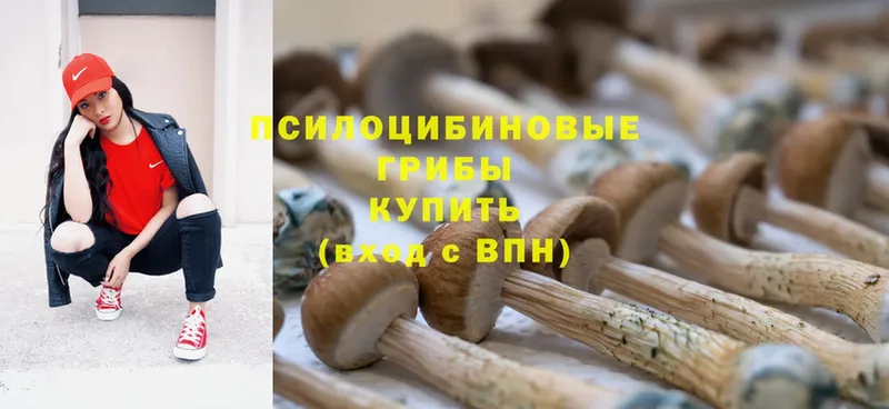 Псилоцибиновые грибы Psilocybe  Каргополь 